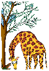 girafe.gif (11906 bytes)